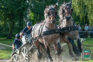 Trekpaardenshow Kruisland @ Kruisland