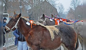 Veulenkeuring Gerwen @ Kerkplein