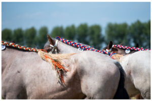Zeeuwse Dag van het Paard @ Stal Vermue - Heinkenszand (Zuid-Holland)